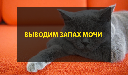 Выводим запах мочи