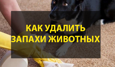 Как удалить запахи животных